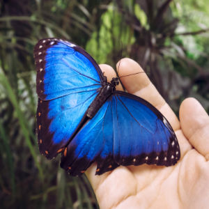 Morpho peleides