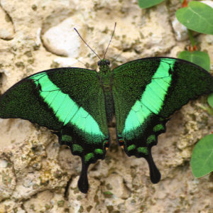 Papilio palinurus